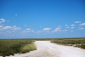 Paths in Etosha National Park Namibia, Africa