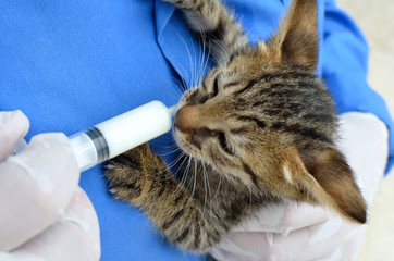 Kitten care