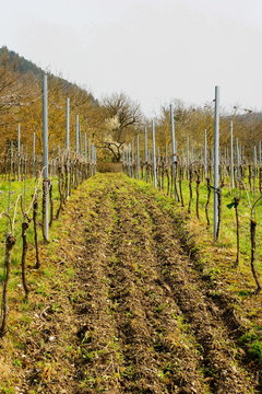 Weinberg mit Drahtbau im Fr&uuml;hling, jede zweite Reihe ist frisch gegrubbert
