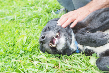 happy black bull terrier