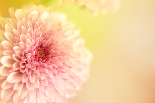 A horizontal presentation of a pink and white flower with a yellow background and plenty of text copy space area on the right.