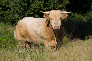 white cow in a meadow