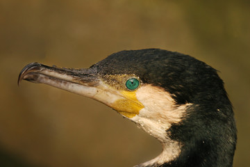 Portret van een aalscholver.