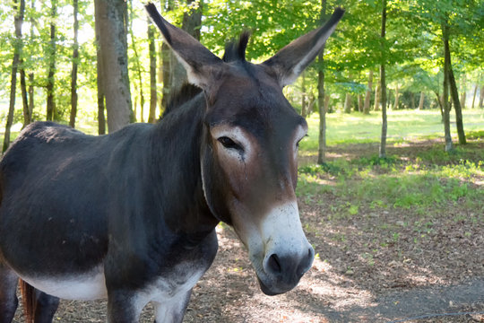 close up of a donkey on a forest