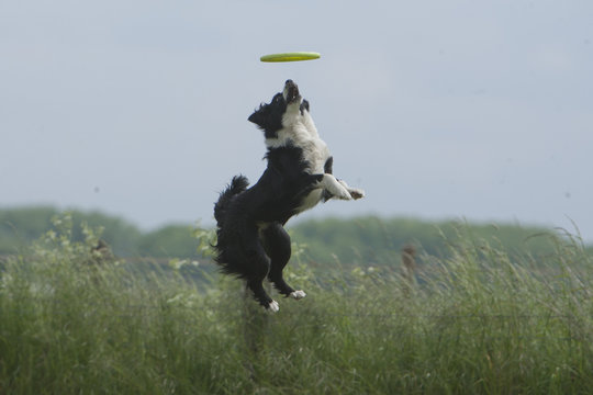Schotse collie spring in de lucht.