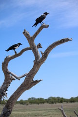 Pied crow in Etosha National Park in Namibia, Africa