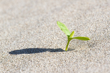 Plant sprouting in the desert Sahara. Seedling sand