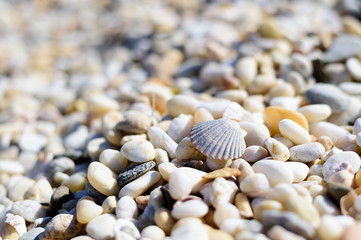 Muschel am Kiesstrand von North Sea, Long Island, USA