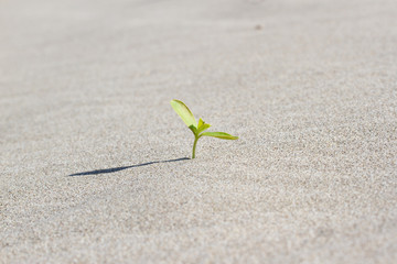 Plant sprouting in the desert Sahara. Seedling sand