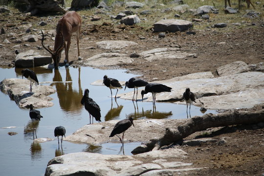 Abdim's Stork and black face Impala at waterhole in Etosha National Park, Namibia Africa