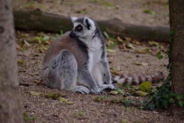 monkey at the ground
