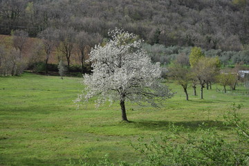 Obraz premium Blooming alone