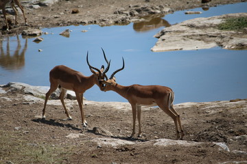 Black nosed impala at waterhole in Etosha National Park in Namibia, Africa