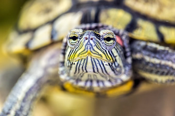 Obraz premium Red-eared turtle in natural habitat, macro
