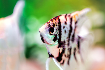 Angelfish (Pterophyllum scalare), macro