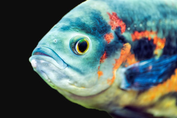 Fototapeta premium Astronotus ocellatus in their natural habitat