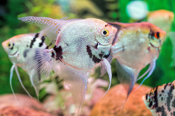 Angelfish (Pterophyllum scalare) in natural habitat