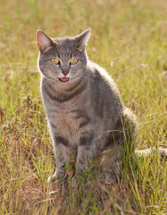 Beautiful blue tabby cat in grass