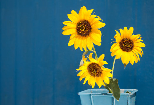 Fototapeta Sunflowers in a light blue metal pot against blue barn wall, with copy space