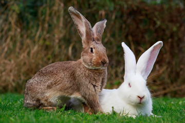 Fototapeta premium two rabbits on a green