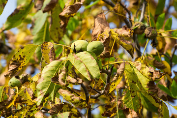 Autumn walnut tree with cracked open ripe fruits. Branch  green and yellow leaves