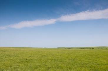 Fototapeta na wymiar Lush green spring grass in wide open prairie pasture in late spring