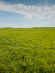 Obraz na płótnie Canvas Wide open prairie with lush green grass in late spring