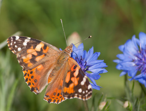 Painted Lady, Vanessa cardui butterfly feeding on blue Cornflower in spring