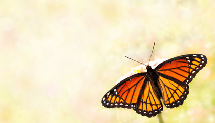 Viceroy butterfly on a dreamy light background, a business card design
