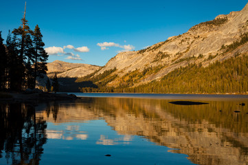 Obraz premium Deer Country Eastern Sierra 2016