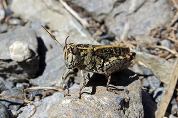 Saltamontes de campo (Chorthippus brunneus)