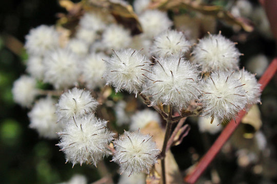 Planta blanca redonda