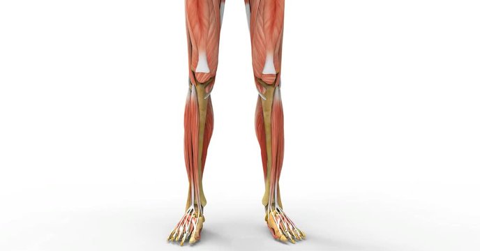 3d illustration human body legs