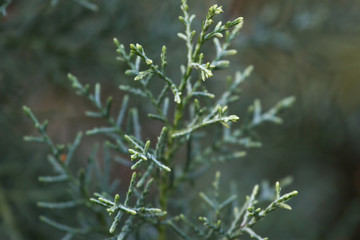Macro stock photography of the branch  Cupressus arizonica. Conifer needles