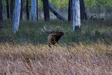 Bull Elk 