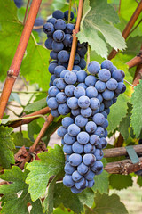 Fototapeta premium Vineyard grape cluster