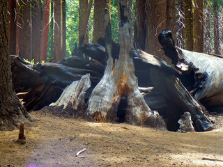 Mariposa Grove Ca fallen treet