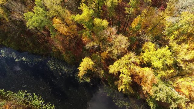 flight over the autumn forest