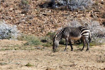 Fototapeta na wymiar Lonely Cape mountain zebra in the field