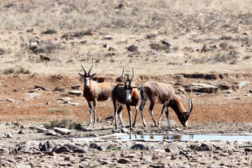 Blesbok - Meeting up for a drink at the dam