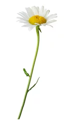 Papier Peint photo Lavable Marguerites Daisy flower