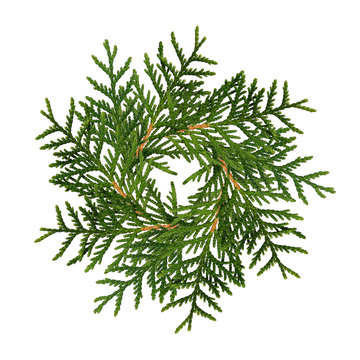 Christmas wreath from thuja twigs