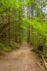 Fragment of Hayward Lake Park trail in Vancouver, Canada.