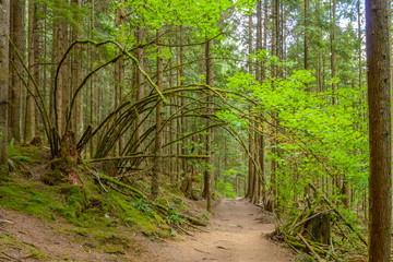 Fragment of Hayward Lake Park trail in Vancouver, Canada.