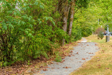 Fototapeta premium Fragment of Hayward Lake Park trail in Vancouver, Canada.