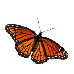 Fototapeta na wymiar Limenitis archippus, Viceroy butterfly, isolated on white