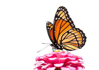 Brilliant Viceroy butterfly feeding on a bright pink Zinnia; isolated on white