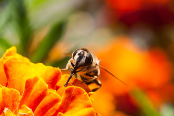gnojka wytrwała na kwiecie aksamitki