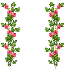 flower buds of roses isolated on white background