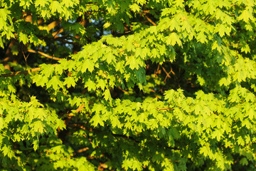 Background of young maple leaves in the sunset